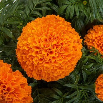Ол Дабл семена бархатцев (Floragran)