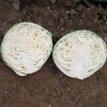 Полар (Олимп) семена капусты б/н поздней 120-125 дн. 3-4 кг окр.-пр. (Moravoseed)