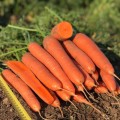 Олимпо F1 (VD калибр. 18-20мм) семена моркови (Vilmorin)