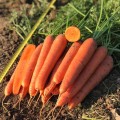 Олимпо F1 (VD калибр. 18-20мм) семена моркови (Vilmorin)