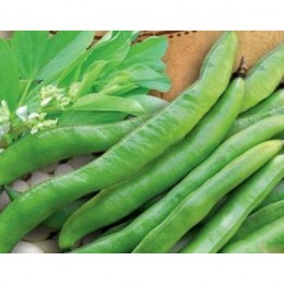Оптион семян фасоли овощной (GL Seeds)