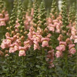 Опус F1 пинк (pink) семян антиринума (Syngenta)
