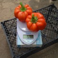 Оранж Босс F1 семена перца сладкого (Spark Seeds)