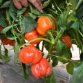 Оранж Бос F1 насіння перцю солодкого (Spark Seeds)