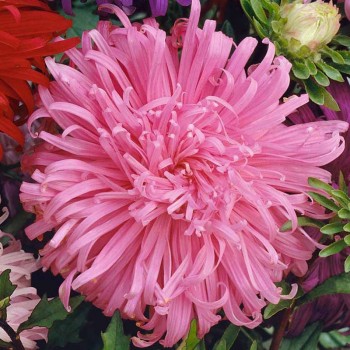 Остров розовый (pink) семян астры (W.Legutko)