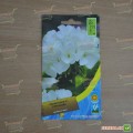 Пеларгония ленточная белая семена (Moravoseed)