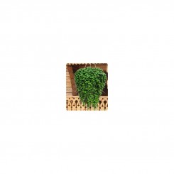 Пенелопа Green (зеленая) семена дихондры (Kitano Seeds)