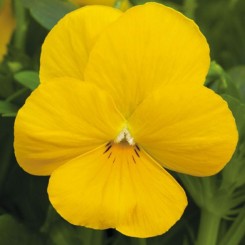 Пенни F1 желтая (yellow) семена виолы (Syngenta)