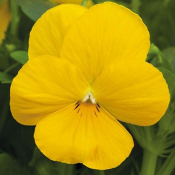 Пенни F1 желтая (yellow) семена виолы (Syngenta)