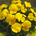 Пенни F1 желтая (yellow) семена виолы (Syngenta)