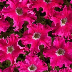 Афродита F1 розовая (pink) семена петунии крупноцветковой (Cerny)