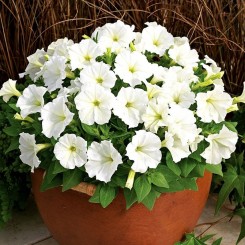Пикобелла F1 белая (white) семена петунии миллифлора (Syngenta)