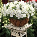 Пикобелла F1 белая (white) семена петунии миллифлора (Syngenta)