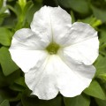 Пикобелла F1 белая (white) семена петунии миллифлора (Syngenta)
