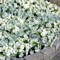 Пикобелла F1 белая (white) семена петунии миллифлора (Syngenta)