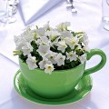 Пикобелла F1 белая (white) семена петунии миллифлора (Syngenta)