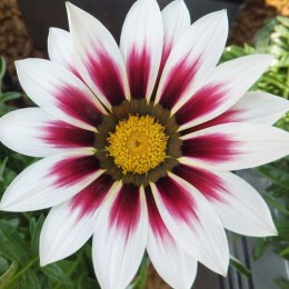 Пилигрим Уайт (Piligrim White) семена Газании F1 (Gazania F1) (Kitano Seeds)