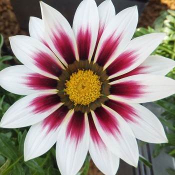 Пилигрим Уайт (Piligrim White) семена Газании F1 (Gazania F1) (Kitano Seeds)