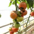 Пинк Делайт F1 семена помидора индетерминантного (Ergon seeds)