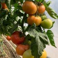 Пинк Делайт F1 семена помидора индетерминантного (Ergon seeds)