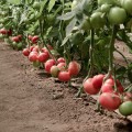 Пинк Делайт F1 семена помидора индетерминантного (Ergon seeds)