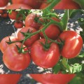 Пинк Делайт F1 семена помидора индетерминантного (Ergon seeds)