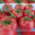 Пинк Делайт F1 семена помидора индетерминантного (Ergon seeds)