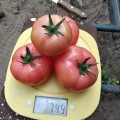 Пинк Делайт F1 семена помидора индетерминантного (Ergon seeds)