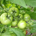 Пинк Делайт F1 семена помидора индетерминантного (Ergon seeds)
