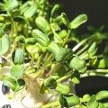 Подсолнечник семена микрозеленые (Agrocity)