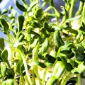 Подсолнечник семена микрозеленые (Agrocity)