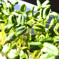 Подсолнечник семена микрозеленые (Agrocity)