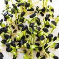 Подсолнечник семена микрозеленые (Agrocity)