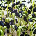 Подсолнечник семена микрозеленые (Agrocity)