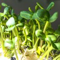 Подсолнечник семена микрозеленые (Agrocity)