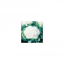 Подснежник F1 семена капусты цветной (Satimex)