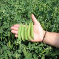 Радован семена гороха (Semo)