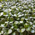 Расторопшие семена микрозеленые (Agrocity)