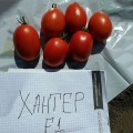 ХантерF1 семена томата детерминантного (Solare Sementi)