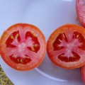 ХантерF1 семена томата детерминантного (Solare Sementi)