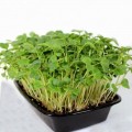 Редиш (1 урожай) набор для выращивания микрозеленый (Agrocity)