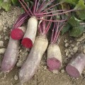 Реновая семена свеклы столовой (Moravoseed)