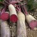 Реновая семена свеклы столовой (Moravoseed)