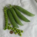 Роялсайз семян гороха (Lark Seeds)