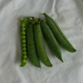 Роялсайз семян гороха (Lark Seeds)