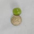 Роялсайз семян гороха (Lark Seeds)