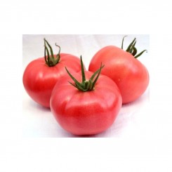 Рожева мрія насіння помідора індетермінантного (GL Seeds)