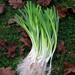Шабля насіння цибулі на перо (GL Seeds)