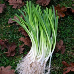 Сабля семян лука на перо (GL Seeds)
