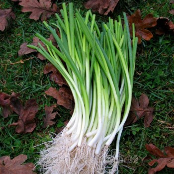 Сабля семян лука на перо (GL Seeds)